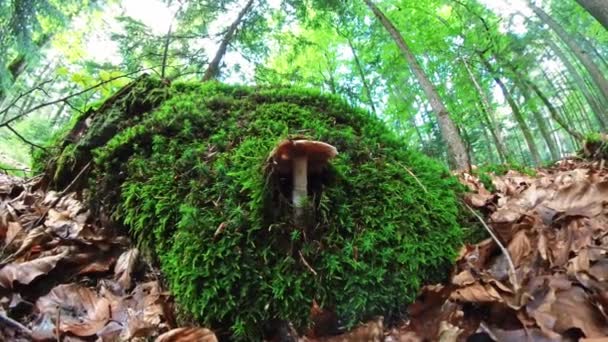 Filmaufnahme Eines Pilzes Wald Auf Bemoostem Boden Mit Mütze Und — Stockvideo