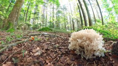 Almanya 'da, yosunlu zeminde, yosunlu bir mantarın yakın plan çekimi.