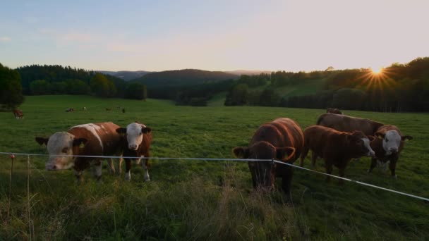 Nagranie Krów Bydła Ogrodzonym Pastwisku Lesie Bawarskim Chmurami Promieniami Słońca — Wideo stockowe