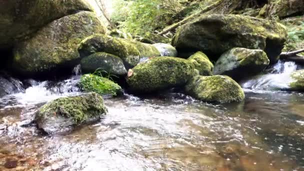바이에른 Ringelai에있는 Buchberger Leite Nature Reserve의 토런트 — 비디오