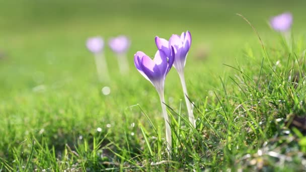 Filmación Una Flor Azafrán Primavera Sobre Hierba Verde Atardecer Alemania — Vídeo de stock