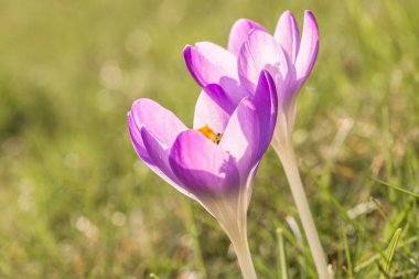 Bal toplayan uçan arılar ile baharda mor çiğdem çiçekleri, Almanya