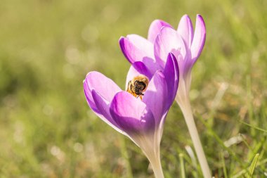 Violet crocus flowers in spring with flying bees collecting honey, Germany clipart