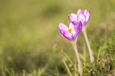 Violet crocus flowers in spring with flying bees collecting honey, Germany clipart