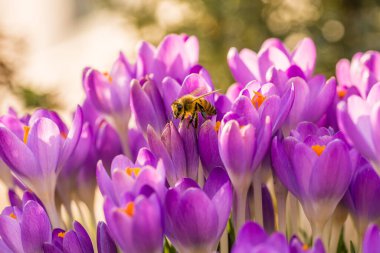 Violet crocus flowers in spring with flying bees collecting honey, Germany clipart