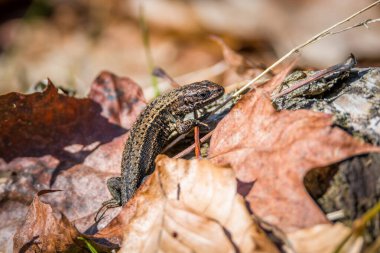 Almanya 'da sonbahar güneşinde ormanda yaprakları ve yaprakları olan yerde orman kertenkelesi.