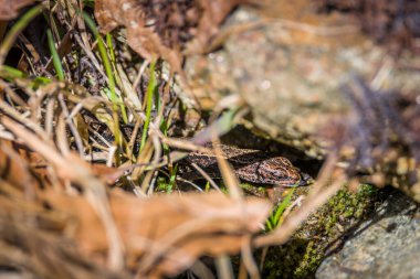 Almanya 'da sonbahar güneşinde ormanda yaprakları ve yaprakları olan yerde orman kertenkelesi.