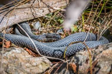 Almanya 'da sonbahar güneşinde yaprakları yaprakları ve yaprakları olan yerde yılan var.