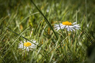 Çimenli bir bahçede papatyalar. Güçlü çimleri olan, Almanya.