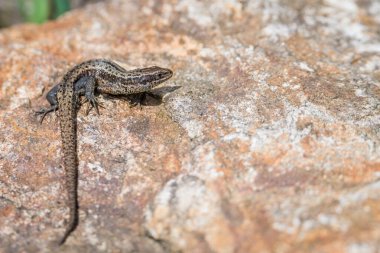 Almanya 'da yaz güneşinde ormanda yapraklar ve yapraklarla yerde sürünen orman kertenkelesi.