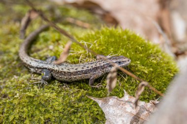 Forest lizard on the ground in grass with leaves and foliage in the forest in summer sunshine, Germany clipart