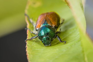 Yazın yeşil yapraklı küçük Temmuz böceği, Almanya