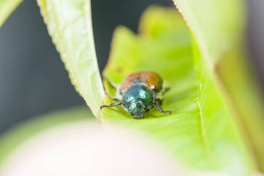 Yazın yeşil yapraklı küçük Temmuz böceği, Almanya