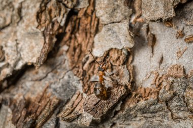 Almanya 'da bir elma ağacının kabuğunda ve gövdesinde bir karıncanın yakın çekimi