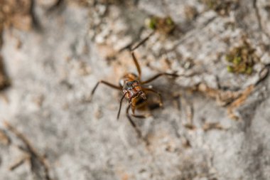 Almanya 'da bir elma ağacının kabuğunda ve gövdesinde bir karıncanın yakın çekimi