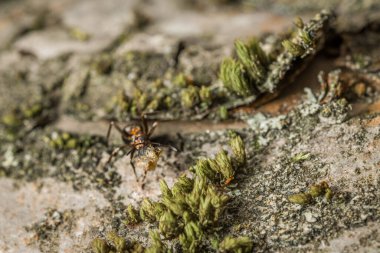 Almanya 'da bir elma ağacının kabuğunda ve gövdesinde bir karıncanın yakın çekimi
