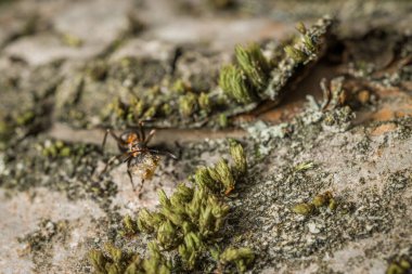 Almanya 'da bir elma ağacının kabuğunda ve gövdesinde bir karıncanın yakın çekimi