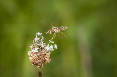 Yazın Almanya 'da bir çiçeğin üzerinde uçan sinek oturuyor
