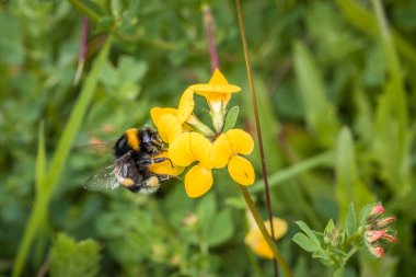 Sarı yapraklı sarı çiçek ve yaban arısı nektar topluyor, Almanya