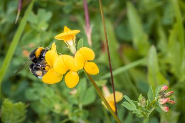 Sarı yapraklı sarı çiçek ve yaban arısı nektar topluyor, Almanya