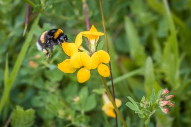 Sarı yapraklı sarı çiçek ve yaban arısı nektar topluyor, Almanya