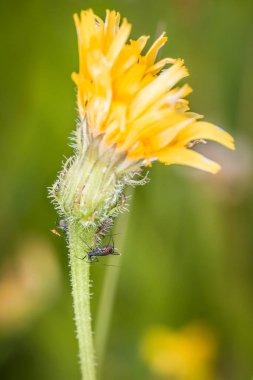 Flower with yellow blossoms and aphids on the plant in nature, Germany clipart