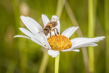 Baharda beyaz yapraklı Daisy çiçeği ve bal toplayan bir bal arısı, Almanya