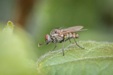 Macro detayı, Almanya 'da bir ağacın dalında oturan sineğin yakın plan görüntüsü.