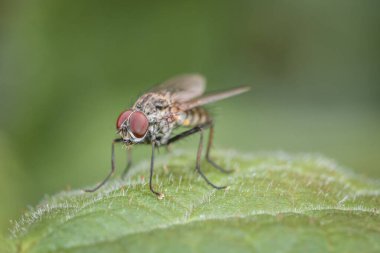 Macro detail close up of a fly sitting on a branch of a tree, Germany clipart