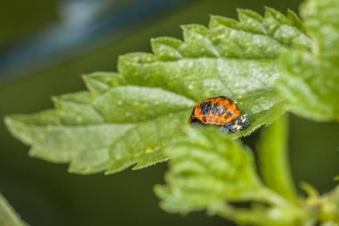 Almanya 'da bir ağacın yeşil yapraklı uğurböceği yavrusu.