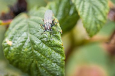 Macro detail close up of a fly sitting on a branch of a tree, Germany clipart