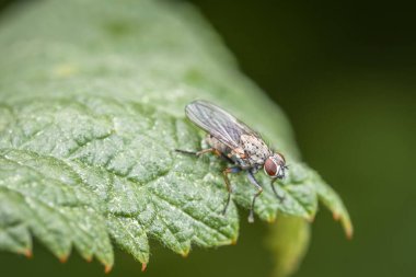 Macro detail close up of a fly sitting on a branch of a tree, Germany clipart