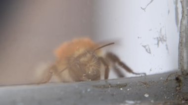 Almanya 'da kirli bir cam levhanın arkasındaki bitkin bir yaban arısının yakın çekim görüntüleri.