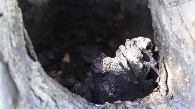 Almanya 'da bir bahçedeki elma ağacının deliğine yakın çekim görüntüleri.