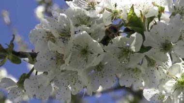 Beyaz çiçekli bir kiraz ağacının görüntüsü ve bir sürü arı, Almanya