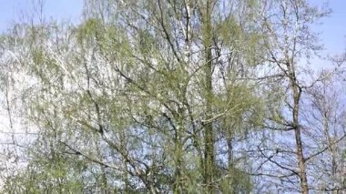 Bavyera ormanları, ağaçlar, çayırlar ve tarlalar ile Almanya 'daki film görüntüleri