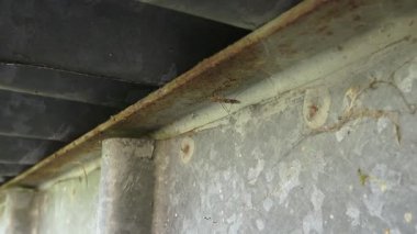 İlkbaharda, Almanya 'da bir sivrisineğin yakın plan çekimi.