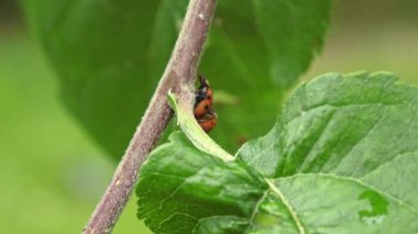 İki uğur böceğinin baharda Almanya 'da sağanak yağmurdan sonra bir elma ağacında üreme görüntüleri
