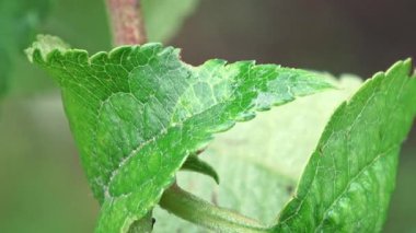 İki uğur böceğinin baharda Almanya 'da sağanak yağmurdan sonra bir elma ağacında üreme görüntüleri