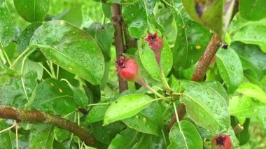 Genç, küçük ve olgunlaşmamış armut ağacının görüntüleri. İlkbaharda yağan yağmurdan sonra bile olgunlaşması gereken armut ağacı, Almanya.