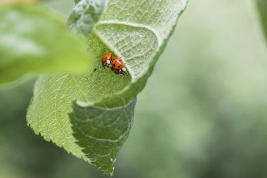 İki uğur böceği bir elma ağacının yaprağında oturur ve Almanya 'da çiftleşirler.