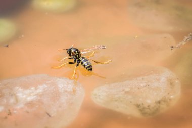 Sıcak bir yaz günü, Almanya 'da, bir eşek arısı kavurucu güneşin altında yüzer ve içer.