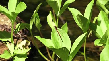 Almanya 'da göl veya göl kenarındaki yeşil bir yaprağın üzerindeki yusufçuk görüntüleri