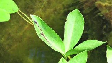 Almanya 'da göl veya göl kenarındaki yeşil bir yaprağın üzerindeki yusufçuk görüntüleri