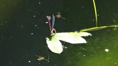 Almanya 'da göl veya göl kenarındaki yeşil bir yaprağın üzerindeki yusufçuk görüntüleri