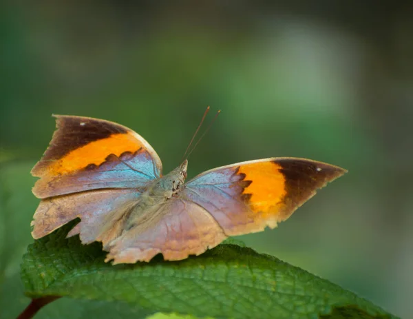  Orange oak leaf butterfly (kallima inachus ) spreading its in nature forest habitat, Butterfly closeup in nature