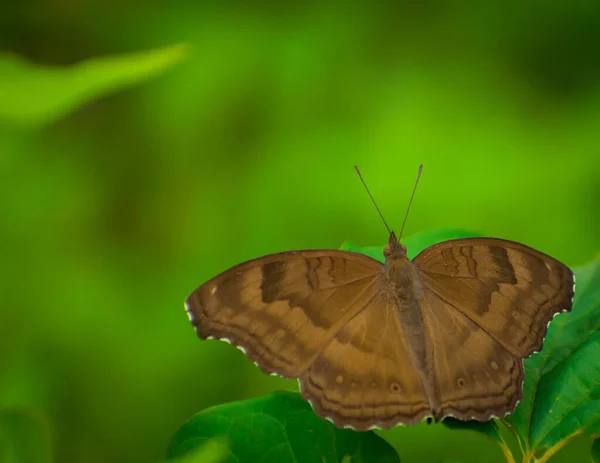 Zbliżenie Brązowego Skrzydlatego Motyla Siedzącego Łonie Natury Junonia Iphita Czekoladowy — Zdjęcie stockowe