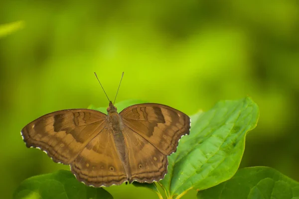 Close Brown Winged Butterfly Perching Nature Junonia Iphita Chocolate Pansy — Zdjęcie stockowe