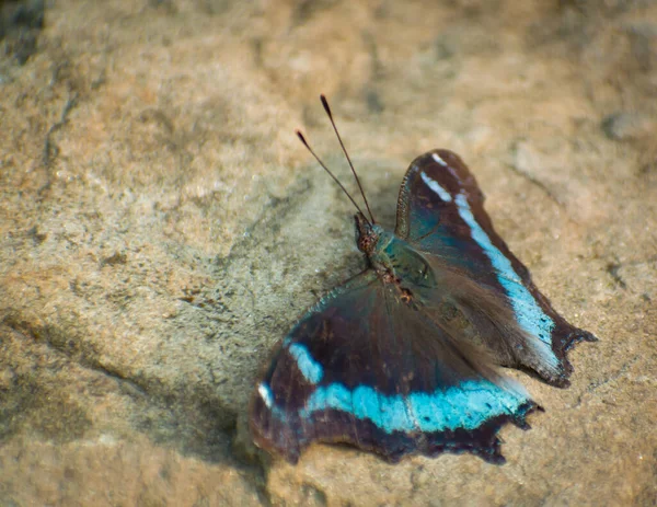 Close Shot Blue Admiral Butterfly Kaniska Canace Sits Nature Tropical — Zdjęcie stockowe