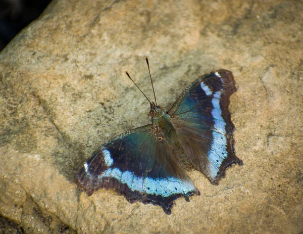 岩の上に咲く青い羽の蝶 森の中の蝶 Kaniskaの杖 青い提督の蝶 インドからの素敵な昆虫 — ストック写真